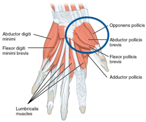 Superficial muscles of left hand (palmar), with the thenar eminence highlighted in dark blue